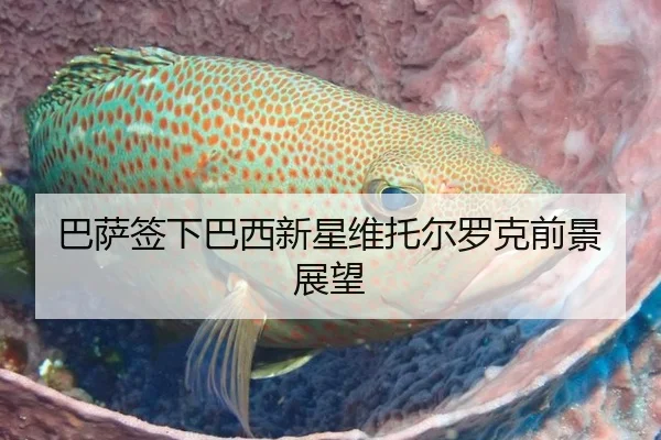 巴萨签下巴西新星维托尔罗克前景展望